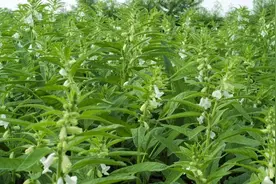 芝麻的种植管理技术图片