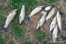 三伏天钓草鱼，最好用的3种饵料，大小草鱼排队咬钩图片