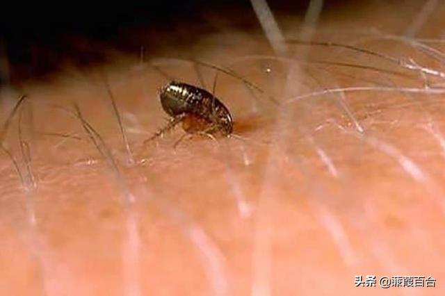 昆虫被用于战争的10种令人震惊的方式