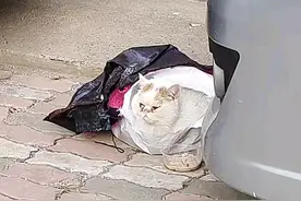 破塑料袋里躺着1只猫咪，凑近看清后十分心疼：原主人家里有矿？图片