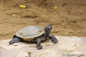 小乌龟吃什么？你喂对了吗图片