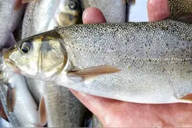 国内钓到这6种“牢底坐穿鱼”，务必放生，每年都有人误钓后被抓图片