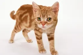 【独家】12星座命中注定的猫咪，你家的猫咪是哪只星座？图片