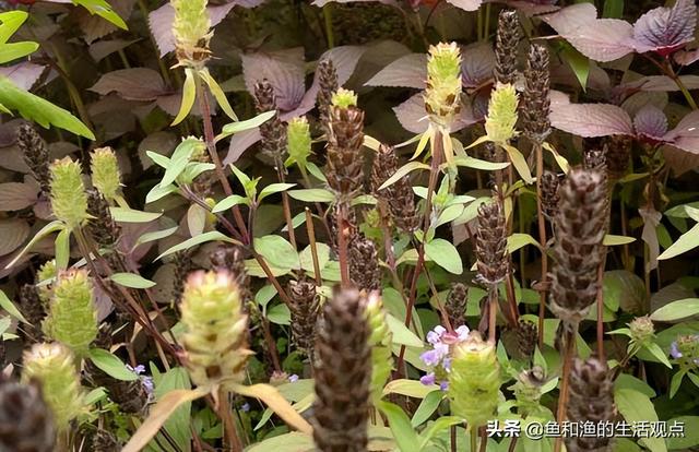 踏春必备“百草图”之三，身边那些有价值的野草，你能认识几种？