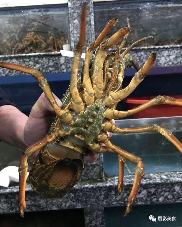 什么海鲜胶原蛋白最多 2025年海鲜含有胶原蛋白吗