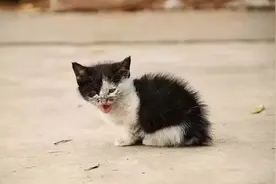 这几种猫，千万别带回家，“白捡”也不要图片