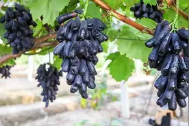 蓝宝石葡萄没吃过？来看一看吧，此果树耐热耐寒，绝对让你心动图片