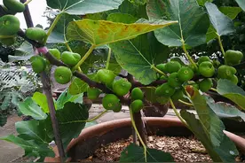 阳台养一盆无花果，只要懂得“浇水”，果子更大更多，健康又美味图片