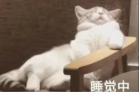 猫咪表情包图片