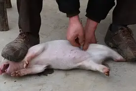 骟猪手艺连同传统兽医逐渐消失，那一幕曾是无数男孩的噩梦图片