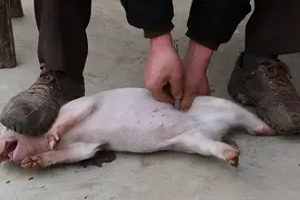 骟猪手艺连同传统兽医逐渐消失，那一幕曾是无数男孩的噩梦图片