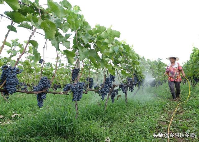 生物菌剂价格高假货太多，自己制作简单省钱，让你一次全学会