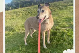 狗狗肿瘤扩散后还能坚持多久？图片