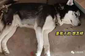 安徽一只哈士奇展现狼性，咬死多只家禽，被捕后却躺着等人交赎金图片