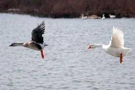鹅肠道感染是什么病出血性肠炎的诊断与防治图片