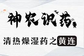 《神农识药》清热燥湿药之黄连图片