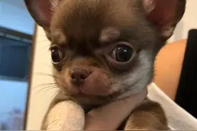 8种狗狗会害怕或讨厌的声音，原来它们最讨厌……吵架声？图片