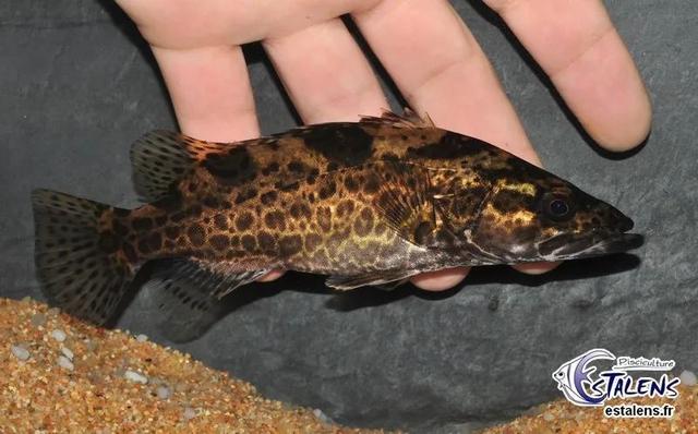 黑龙江鱼类"三花五罗十八子"名实考(最新修订版)