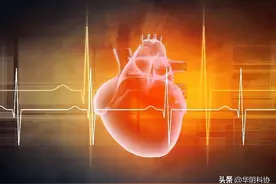 拳头大小的东西，如何“托”起整个生命？图片