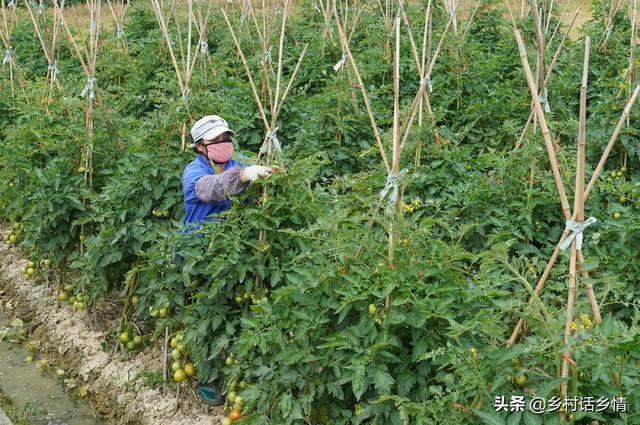 用食醋红糖自制氨基酸水溶肥，一亩仅几块钱，增产增质又增效