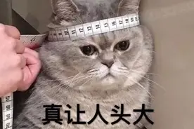 可爱猫咪的沙雕表情包图片