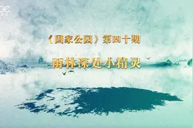 《国家公园》第四十期：雨林深处小精灵图片