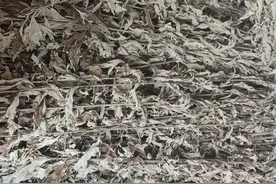 三年艾草艾条什么意思？图片