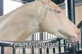 被7000万一头的汗血宝马，震撼到了图片