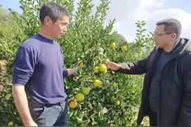 政和县石屯镇：石门“王母山”甜桔柚喜迎丰收图片