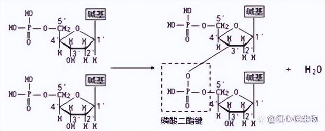 高中生物-基因的本质与表达