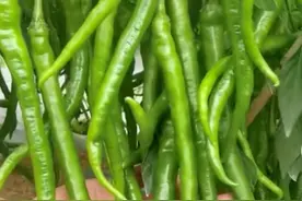 绿通免高速通行费该取消了图片