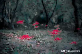 死亡之花，天蝎座图片