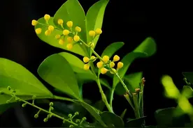 米兰花适合在室内养吗？家居“好帮手”，叶片青翠开花香图片