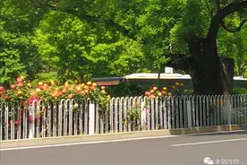 金融文学 | ​张天星：我愿做一棵国槐树图片