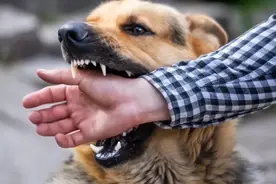 “要你狗命！”名贵犬咬人被捅，狗主人耍横，法院：不是正当防卫图片