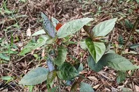 一叶有两色，老人称为“筋骨草”，根部价值高，若遇见记得带回家图片