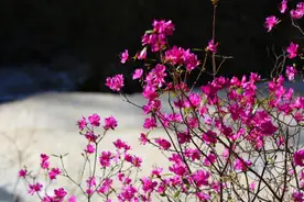 花开满城，歌手李丹阳邀您共赴花约~图片