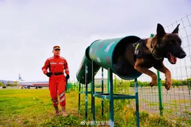 又帅又酷！围观警犬训练日常图片