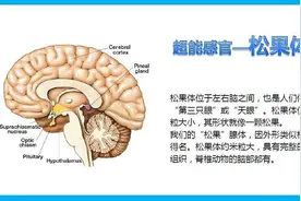 松果体是第三只眼吗 松果体是成神的通道吗 为什么苹果被称为智慧果图片