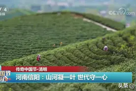 【媒体关注】央视播出《河南信阳毛尖：一芽一叶，几代人的坚持》特别节目图片