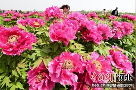 【高端媒体看邯郸】河北峰峰荒坡上发展“花经济”助农增收图片