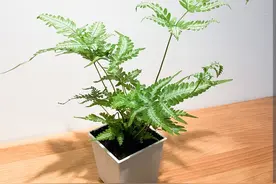 5种普通“野草”，挖回来做成盆景，漂亮又美观图片