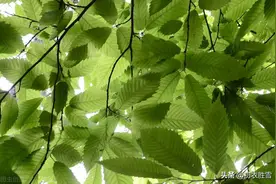 初夏清丽绝句六首：天气清和树荫浓，绿阴幽草胜花时图片