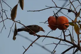 【FENG说】创森动态 | 世界花卉大观园41种常见鸟类图鉴图片