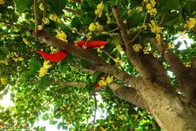 桂树不是桂花树，二者完全是两种植物，别搞错图片