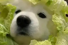 ｜表情包｜真实菜狗 在线观察图片