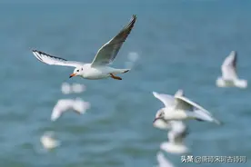 长伴夏天多自在图片