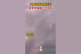 大雁成群向南迁徙，在空中列阵成一只大鸟图片