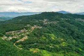 在景迈山寻找螃蟹脚图片