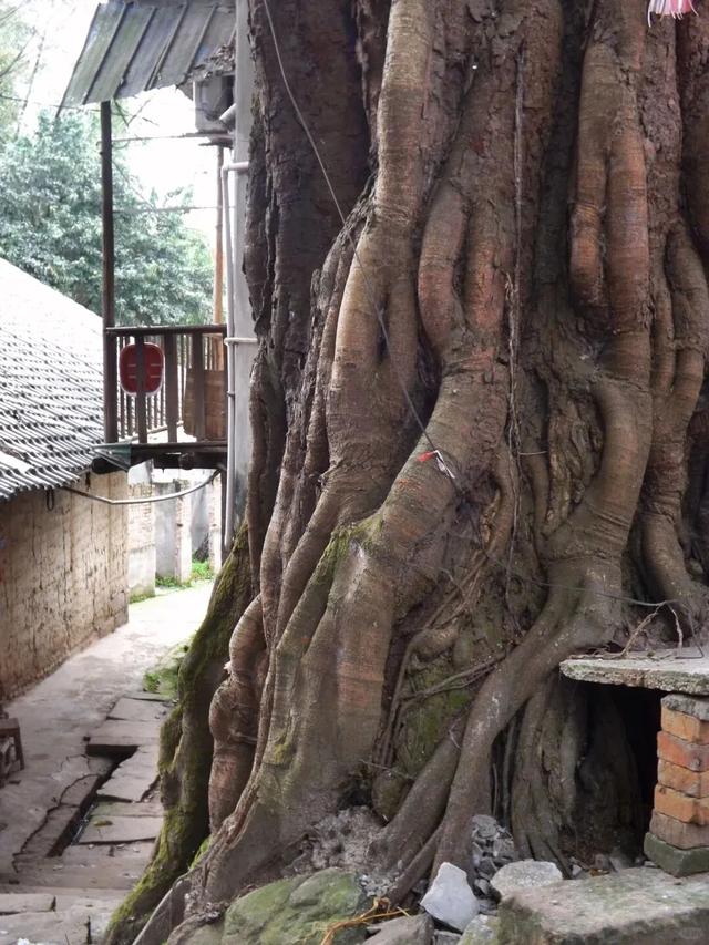 重庆长江边上的一条古朴老街，曾经名流如云，如今已被世人遗忘